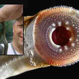 Минога. Точно рыба?