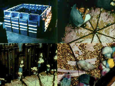 Среда, в которой жили мыши, была ограниченной и загрязненной. Контейнер был закрытым пространством, и несмотря на наличие достаточного количества пищи и воды, такие условия нельзя назвать идеальными. Загрязнение и редкая чистка вольера значительно ухудшали условия жизни мышей.