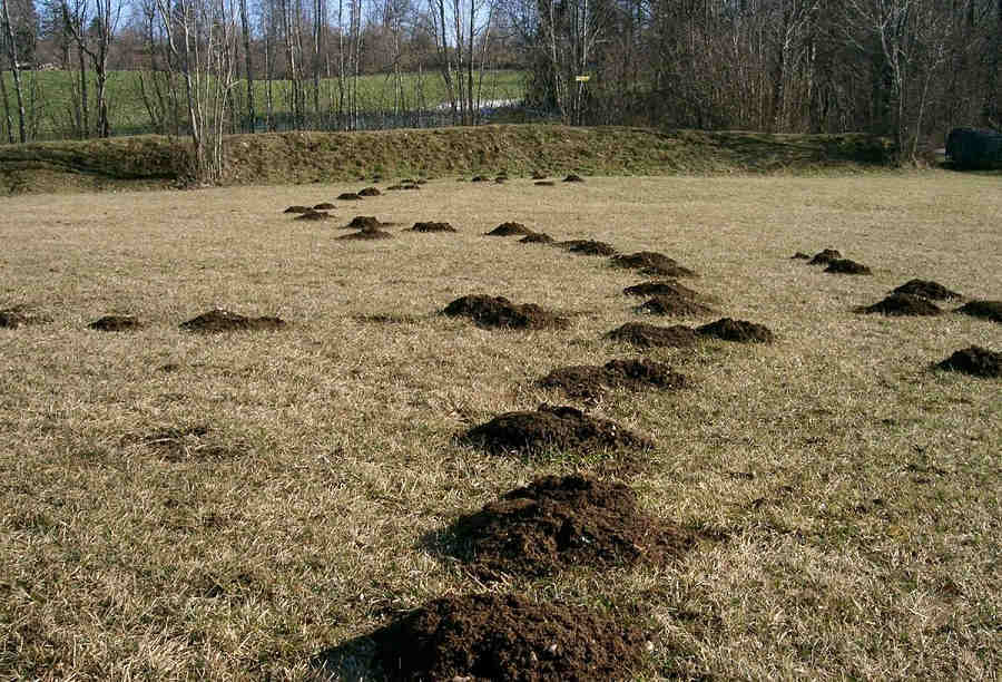 Размещение норы крота