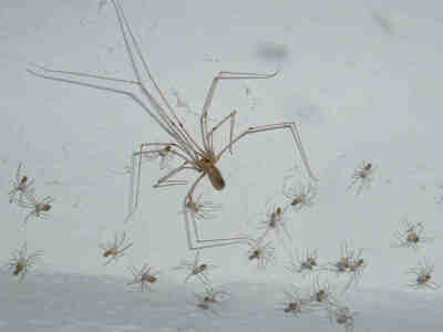 Паук-сенокосец с выводком