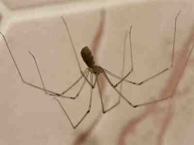 У пауков-сенокосцев, как и вообще у всех пауков, брюшко чётко отграничено от головогруди узким стебельком.