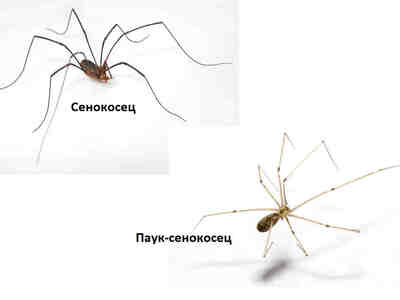 Оказывается, это РАЗНЫЕ виды, очень похожие друг на друга, но всё равно разные.