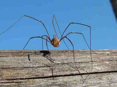 У сенокосцев тело достаточно цельное, округлое и заметно сегментированное. Брюшко соединено с головогрудью широким общим основанием без каких-либо обособленных перешейков.
