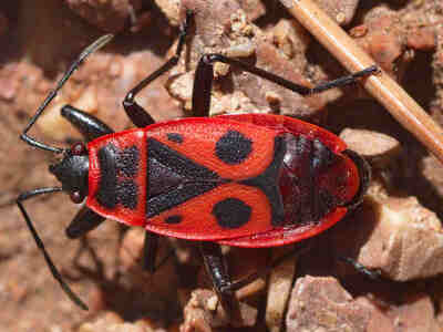 Клоп получил своё название за яркую окраску, напоминающую мундир русской армии.