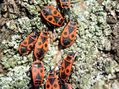 Их окраска служит не только для привлечения внимания, но и для защиты. Яркие цвета предупреждают потенциальных хищников о том, что клоп может быть ядовитым или непригодным для еды.