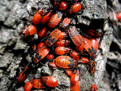 Личинки проходят несколько стадий развития, прежде чем стать взрослыми клопами.