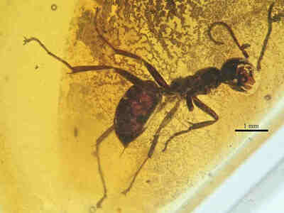 Sphecomyrma freyi