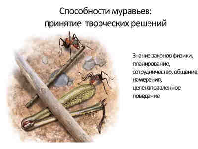 Способности муравьёв