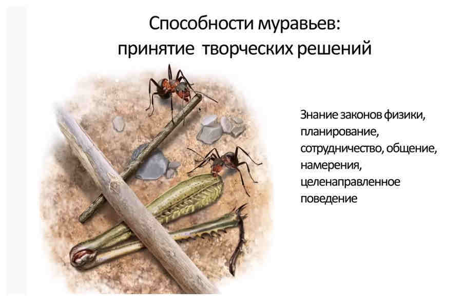 Способности муравьёв