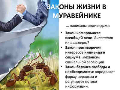 Законы жизни в муравейнике