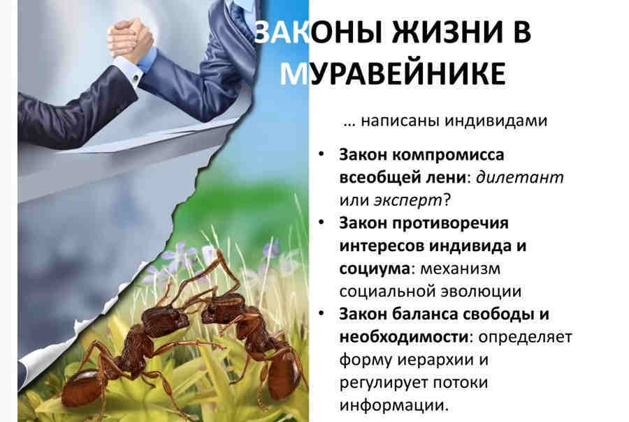 Законы жизни в муравейнике