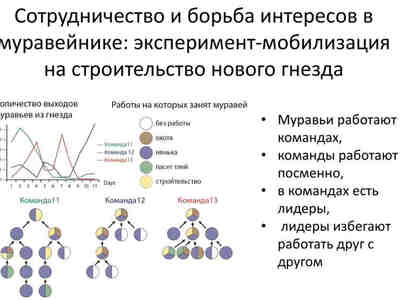 Сотрудничество и борьба интересов в муравейнике