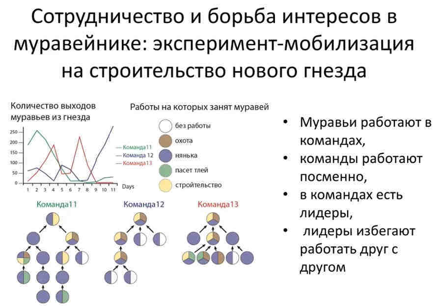 Сотрудничество и борьба интересов в муравейнике