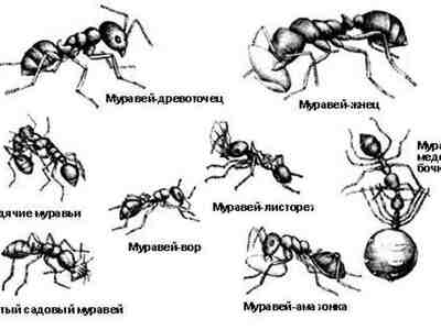 Специализация муравьёв