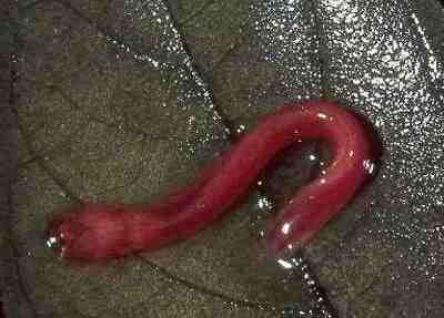 Сом без воды