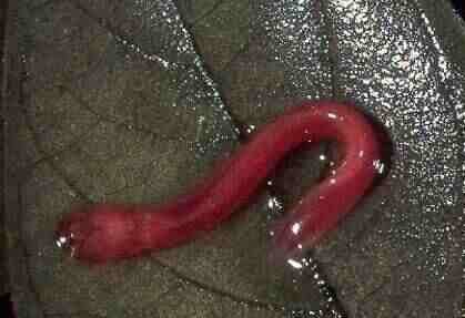 Сом без воды