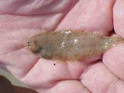 Редкая камбала