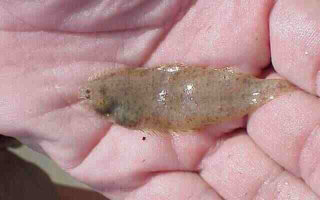 Редкая камбала