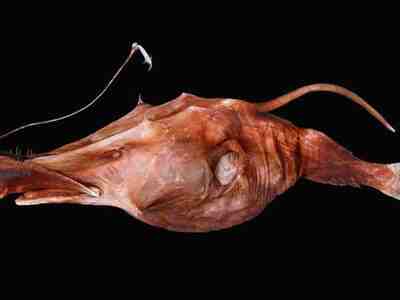 Морской черт