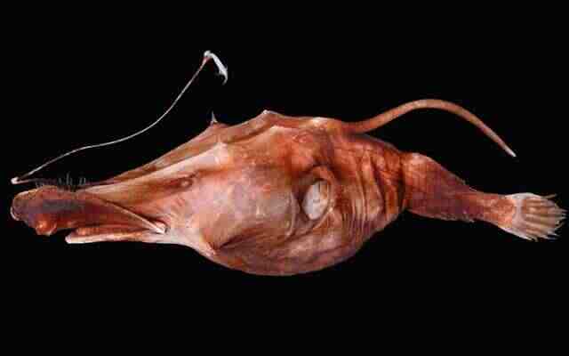 Морской черт