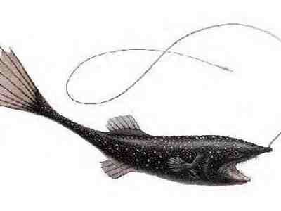 Ещё один морской черт