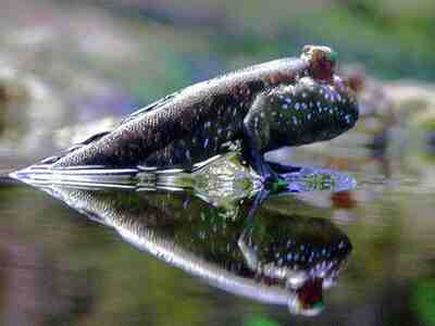 Илистый прыгун