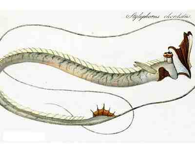 Палочкохвост