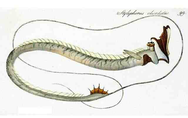 Палочкохвост