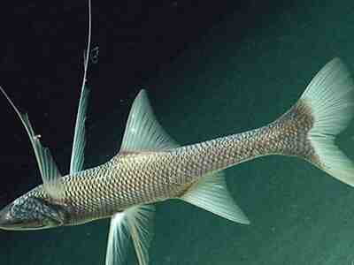 Трипод-ленивец