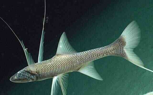 Трипод-ленивец