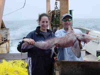 Широконосая химера