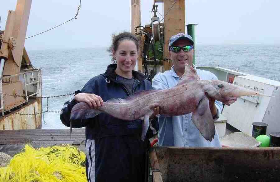 Широконосая химера