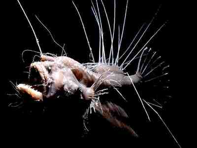 Волосатый морской черт