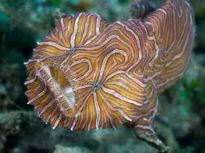 Скорпена Амбона