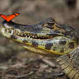 Древние и современные крокодилы