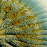 Пенициллин и антибиотики