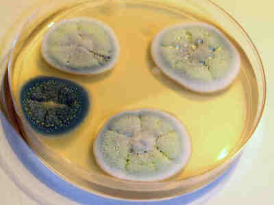 Пенициллин