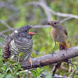 Гнездовой паразитизм кукушки