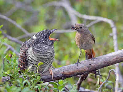 О жизни кукушек в дикой природе и повадках этих удивительных птиц.