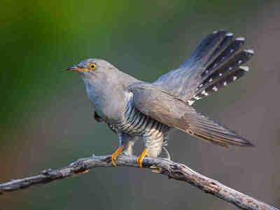 Кукушка обыкновенная