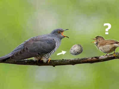 Птицы не удивлены размерами своих птенцов