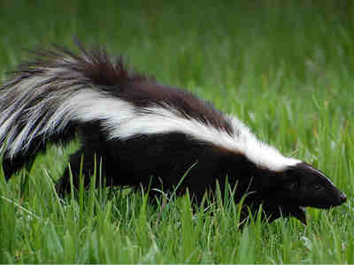 Семейство скунсовых