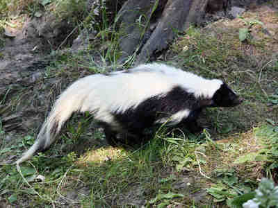 Мексиканский скунс