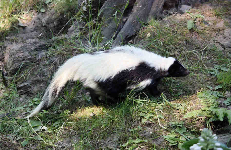 Мексиканский скунс