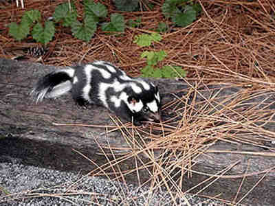 Восточный пятнистый скунс