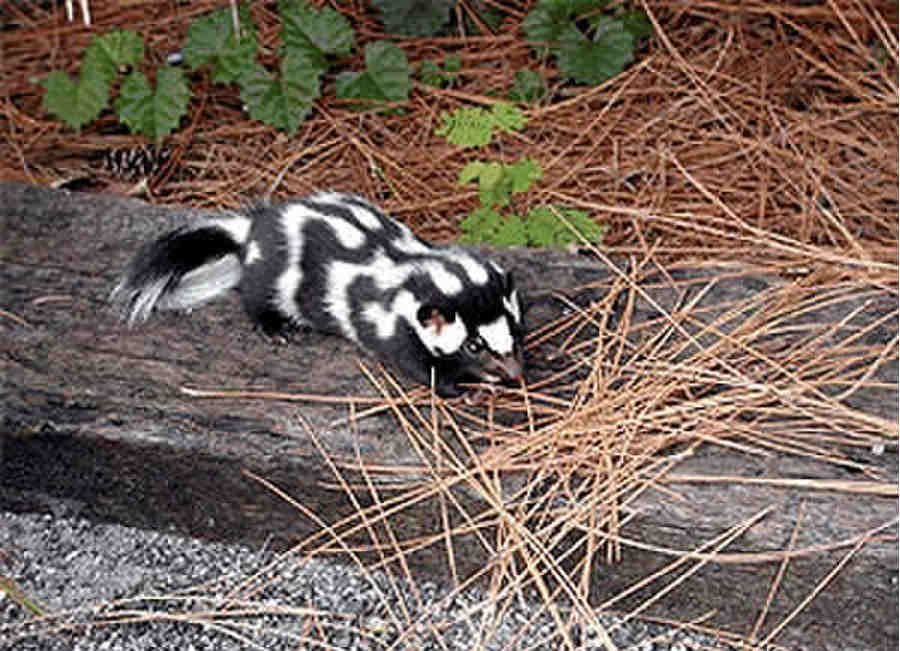 Восточный пятнистый скунс