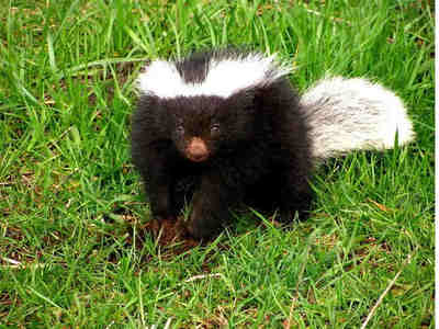 Южноамериканский скунс