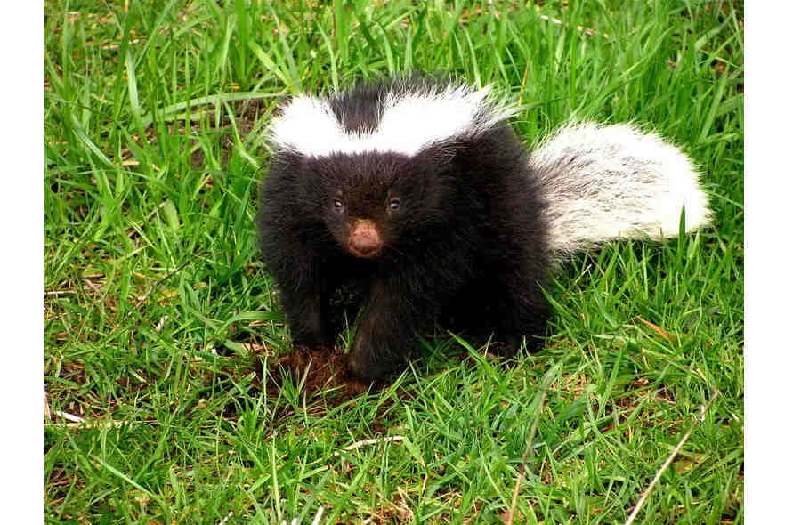 Южноамериканский скунс