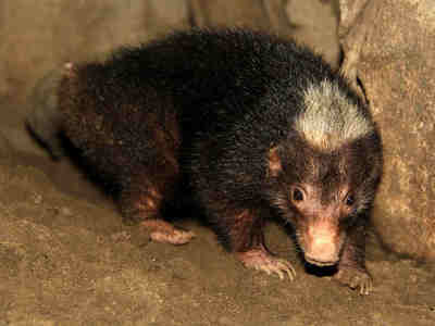 Вонючий барсук