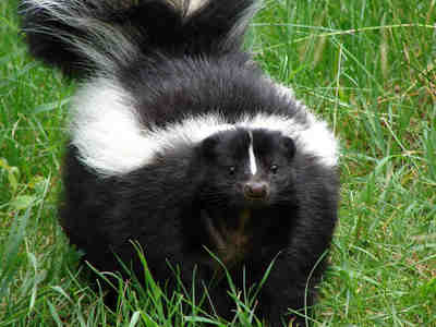 Свинорылый скунс Гумбольдта